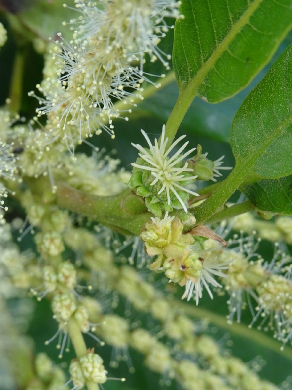 Sweet Chestnut